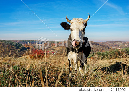 Close-up One horned black and white cow Close-up One horned black and white cow 42153992