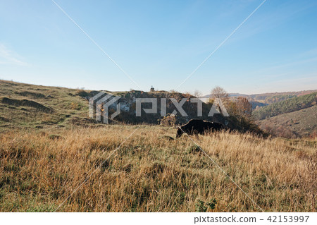 One cow grazing on the top of the autumn One cow grazing on the top of the autumn 42153997