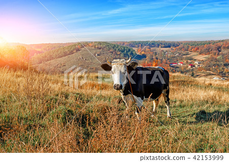 One horned black and white cow in a full height 42153999
