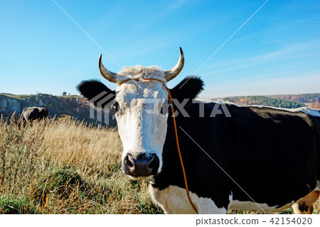 Close-up One horned black and white cow grazing Close-up One horned black and white cow grazing 42154020