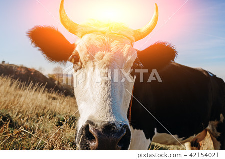 Close-up face of horned black and white cow Close-up face of horned black and white cow 42154021