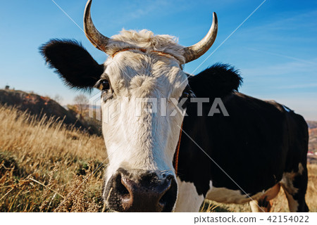 Close-up face of horned black and white cow Close-up face of horned black and white cow 42154022