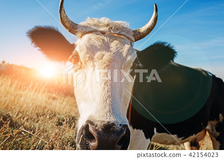 Close-up face of horned black and white cow Close-up face of horned black and white cow 42154023