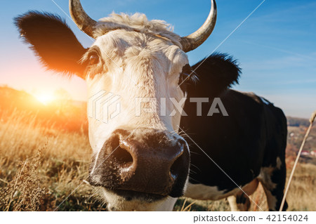 Close-up face of horned black and white cow Close-up face of horned black and white cow 42154024