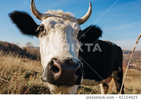 Close-up face of horned black and white cow Close-up face of horned black and white cow 42154025