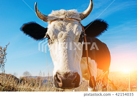 Close-up face of horned black and white cow Close-up face of horned black and white cow 42154035