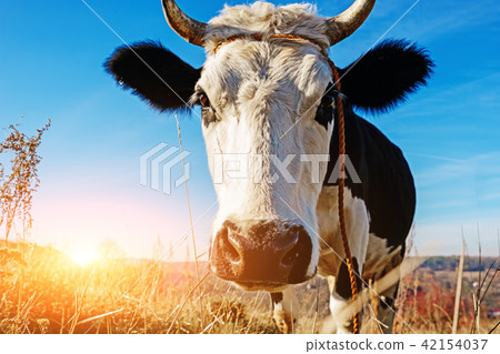 Close-up face of horned black and white cow Close-up face of horned black and white cow 42154037