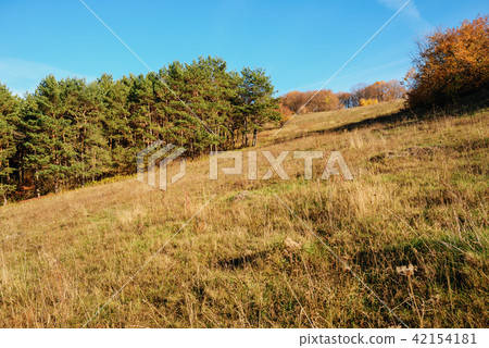 Landscape with blue sky and autumn wood with  42154181