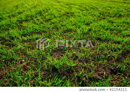 Close-up view on the farm cornfield with green Close-up view on the farm cornfield with green 42154211