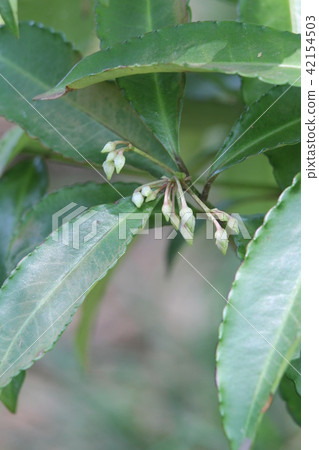 Ashitaba Ashitaba 42154503