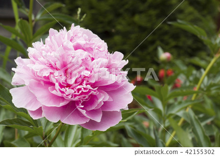 Beautiful pink peony flowers in summer garden 42155302