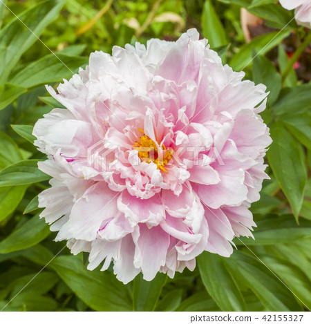 Beautiful pink peony flowers in summer garden 42155327