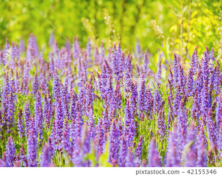 blooming Woodland Sage 42155346