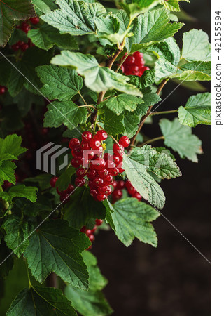 fresh red currants on branch with leaves in garden fresh red currants on branch with leaves in garden 42155594