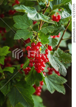 fresh red currants on branch with leaves in garden fresh red currants on branch with leaves in garden 42155595
