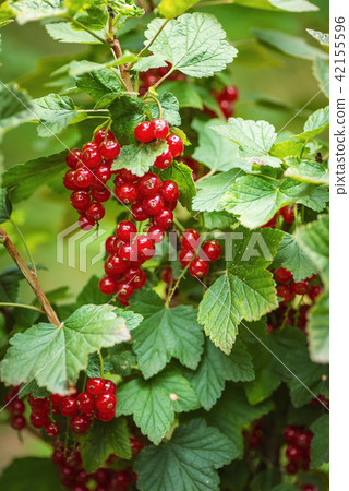 fresh red currants on branch with leaves in garden fresh red currants on branch with leaves in garden 42155596