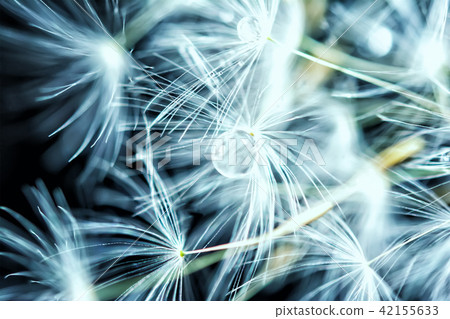 dandelion seeds macro with water drop 42155633