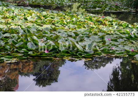 Lotus before the agency 42155773