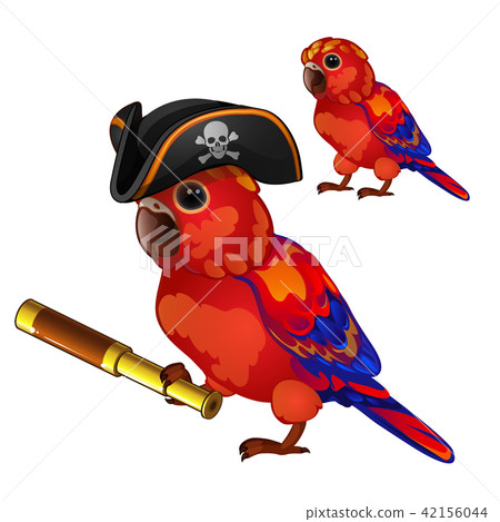 Red parrot in a cocked hat pirate with a telescope. Tropical tamed bird is isolated on a white 42156044