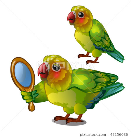 Parrot lovebird admiring her own reflection in the mirror. Tropical tamed bird is isolated on a Parrot lovebird admiring her own reflection in the mirror. Tropical tamed bird is isolated on a 42156086