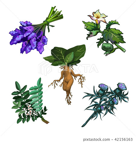 Set of noxious plants isolated on white background. Ingredients for magical potions. Common yew or 42156163