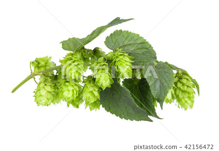 Fresh green hop branch, isolated on a white background. Hop cones for making beer and bread. Close Fresh green hop branch, isolated on a white background. Hop cones for making beer and bread. Close 42156472