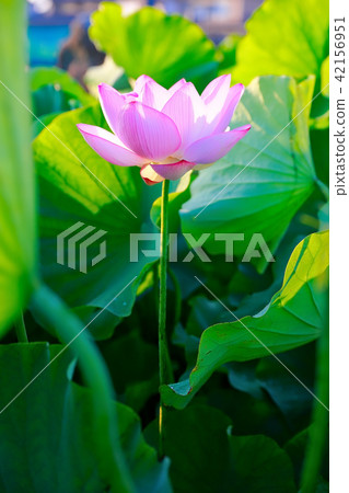 Lotus flower Lotus flower 42156951