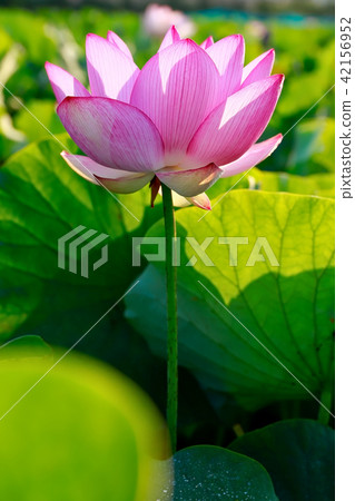 蓮花 42156952
