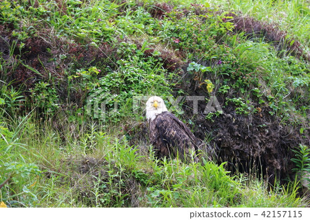 Wild bullhead eagle (Hakutouwashi, American Eagle, Bald eagle) Wild bullhead eagle (Hakutouwashi, American Eagle, Bald eagle) 42157115