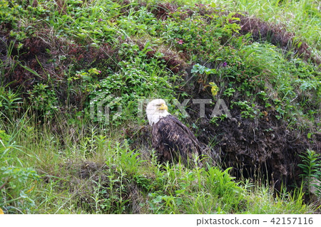 野生鬥牛鷹(Hakutouwashi,美國之鷹,禿頭鷹) 野生鬥牛鷹(Hakutouwashi,美國之鷹,禿頭鷹) 42157116