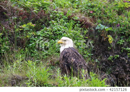 Wild bullhead eagle (Hakutouwashi, American Eagle, Bald eagle) Wild bullhead eagle (Hakutouwashi, American Eagle, Bald eagle) 42157126