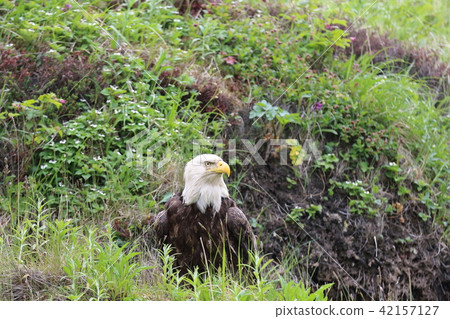 Wild bullhead eagle (Hakutouwashi, American Eagle, Bald eagle) Wild bullhead eagle (Hakutouwashi, American Eagle, Bald eagle) 42157127