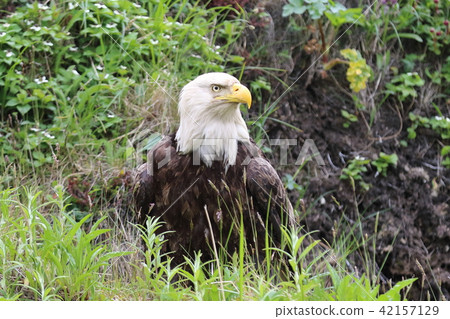 野生鬥牛鷹(Hakutouwashi,美國之鷹,禿頭鷹) 野生鬥牛鷹(Hakutouwashi,美國之鷹,禿頭鷹) 42157129
