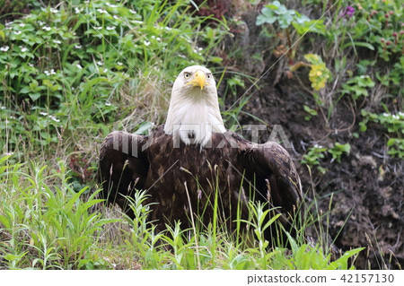 野生鬥牛鷹(Hakutouwashi,美國之鷹,禿頭鷹) 野生鬥牛鷹(Hakutouwashi,美國之鷹,禿頭鷹) 42157130