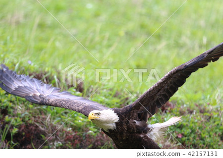 野生鬥牛鷹（Hakutouwashi，美國之鷹，禿頭鷹） 42157131