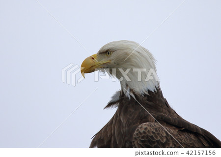 野生鬥牛鷹（Hakutouwashi，美國之鷹，禿頭鷹） 42157156