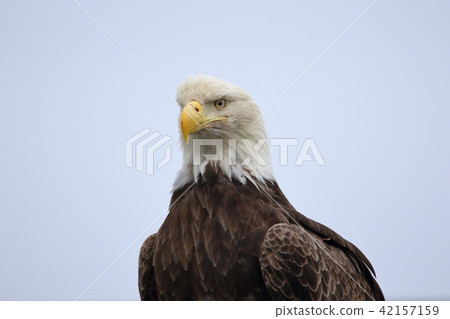 野生鬥牛鷹（Hakutouwashi，美國之鷹，禿頭鷹） 42157159