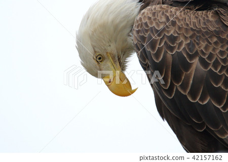 野生鬥牛鷹（Hakutouwashi，美國之鷹，禿頭鷹） 42157162