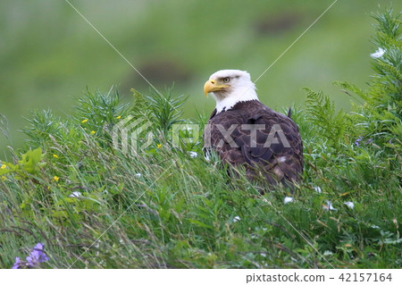 野生鬥牛鷹（Hakutouwashi，美國之鷹，禿頭鷹） 42157164