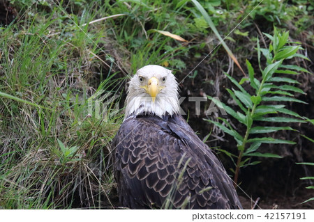 野生鬥牛鷹(Hakutouwashi,美國之鷹,禿頭鷹) 野生鬥牛鷹(Hakutouwashi,美國之鷹,禿頭鷹) 42157191