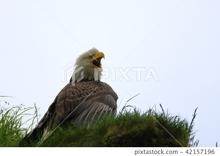 Wild bullhead eagle (Hakutouwashi, American Eagle, Bald eagle) Wild bullhead eagle (Hakutouwashi, American Eagle, Bald eagle) 42157196