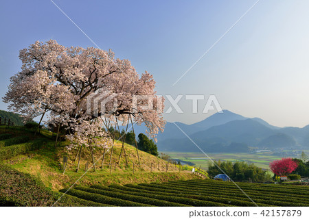 One hundred year cherry blossoms of payment fee 42157879