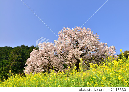 One hundred year cherry blossoms of payment fee 42157880