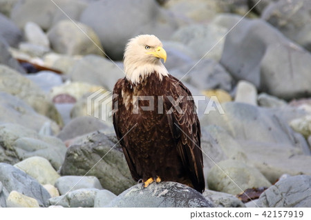 Wild bullhead eagle (Hakutouwashi, American Eagle, Bald eagle) Wild bullhead eagle (Hakutouwashi, American Eagle, Bald eagle) 42157919