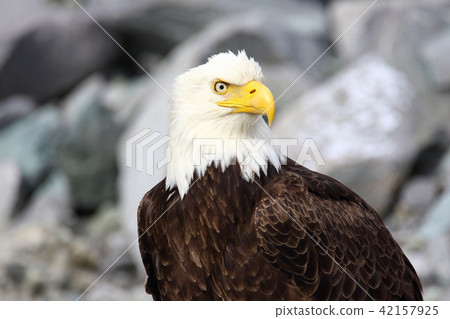 Wild bullhead eagle (Hakutouwashi, American Eagle, Bald eagle) 42157925