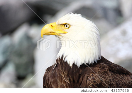 野生鬥牛鷹（Hakutouwashi，美國之鷹，禿頭鷹） 42157926