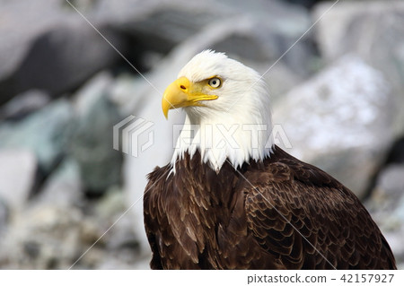 野生鬥牛鷹(Hakutouwashi,美國之鷹,禿頭鷹) 野生鬥牛鷹(Hakutouwashi,美國之鷹,禿頭鷹) 42157927