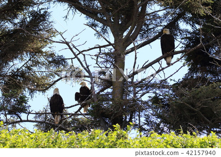 野生鬥牛鷹（Hakutouwashi，美國之鷹，禿頭鷹） 42157940