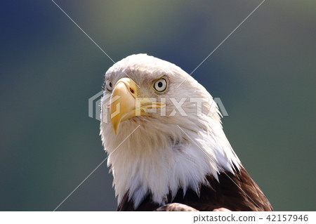 Wild bullhead eagle (Hakutouwashi, American Eagle, Bald eagle) 42157946