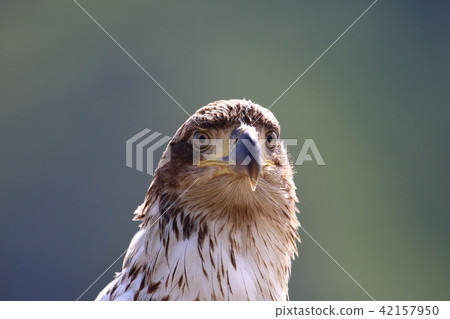 Wild bullhead eagle's young bird (Hakutouwagai, American Eagle, Bald eagle) Wild bullhead eagle's young bird (Hakutouwagai, American Eagle, Bald eagle) 42157950